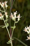 Toothed whitetop aster 